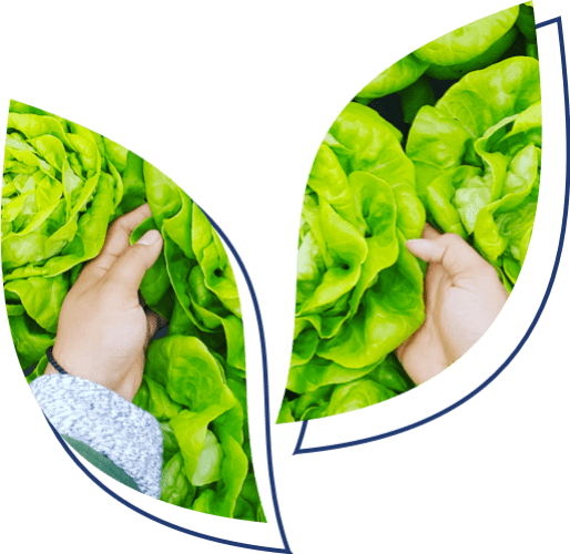 Peak Recruitment logo - farmer holding lettuce