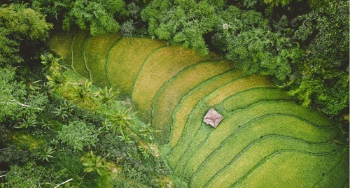 Ariel view of tea plantation
